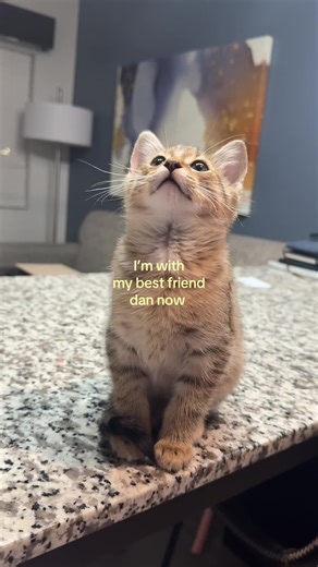Teddy Bear is my best friend🧸 #cattok #kitten #catmom #boycat #collegecat