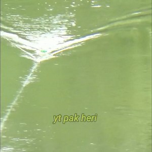 mancing ikan gabus besar besar di sungai dangkal yang banyak di huni para predator #mancing #casting #fishing | Mancing mania mantap