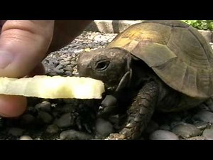 Turtle eating apple