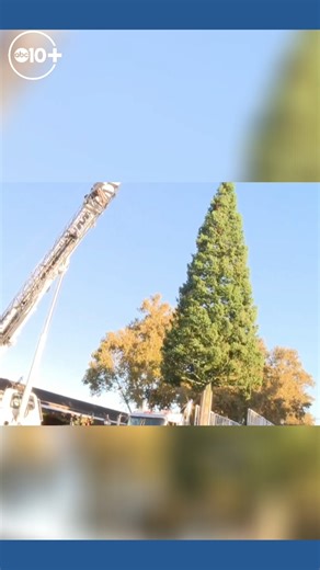5.8K views · 27 reactions | Christmas is coming! This morning, Old Sacramento is getting into the holiday spirit, and the tree is arriving. | ABC10 | Facebook