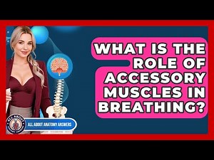 What Is The Role Of Accessory Muscles In Breathing? - All About Anatomy Answers