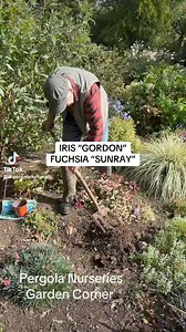 #add WEBSHOP https://pergolanurseries.ecwid.com Planting Dwarf Iris Bulbs “Gordon “ for spring beside a Hardy Fuchsia “Sunray “. See Webshop for full range of Spring Flowering Bulbs Planting time is from now Available in webshop WEBSHOP https://pergolanurseries.ecwid.com ALL IRELAND DELIVERY 🚚 32 Counties Pergola Nurseries Garden Corner, Virginia, Co Cavan “A gardeners oasis of quality plants “ Open Tuesday to Saturday 10.30 - 6 Open Sundays 2-6 #fy #grow #gardenideas #gardening #foryoupage #fo