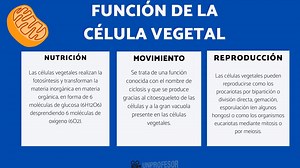 Función de la CÉLULA vegetal - resumen con VÍDEOS!