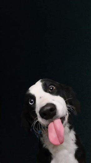 cachorro cachorro cachorro cachorro cachorro cachorro cachorro cachorro cachorro 🐕 🐕🐕🐕🐕🐕🐕🐕🐕🐕🐕🐕 🐕🐕🐕🐕🐕