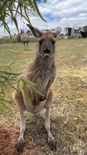 7.8K views · 739 reactions | Tip for today: If your kangaroo volunteers to help plant a tree, just know the job will take twice as long and end with chocolate lips. ❤️輦藍 | Kangaroo Pouch Animal Orphanage | Facebook