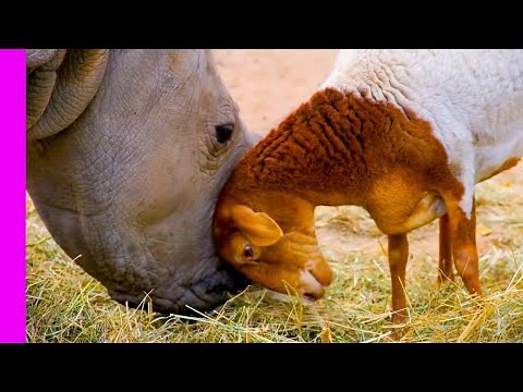 Baby Rhino Is Best Friends With Dog And Lamb | Oddest Animal Friendship | Love Nature