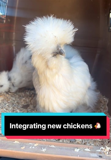 Integrating New Chickens into Your Flock: Tips for Homesteaders
