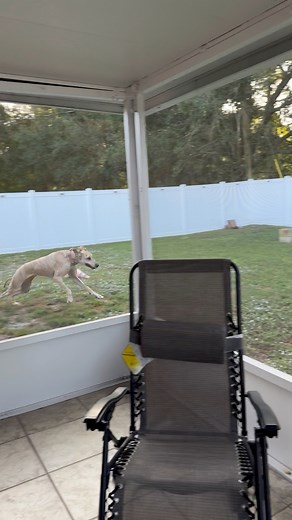 Zoomies in the morning!! | Nova The Great Dane