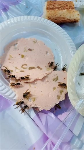 Wasp Behavior Around Food: Fascinating Insect Interactions