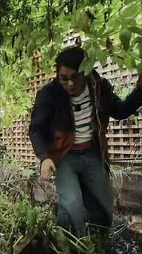 Have you heard of the caigua? 🥒 The Inca treasure you should grow ⛰️ #latanina #garden #seeds