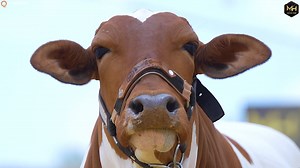 32 reactions | For Details 0337 8262786 مَا شَآءَ اللّٰهُۙ-لَا قُوَّةَ اِلَّا بِاللّٰهِ شوق کی ایک کہانی ہے جو ہر شوقین کو سنانی ہے OUR MOST BEAUTIFUL BACHRI   Carmel  MH CATTLE FARM  ADDRESS : JAMEEL MEMON SOCIETY BEHIND AQUAFINA COMPANY MAIN SUPER HIGHWAY KARACHI | Karachi Cow Mandi Services | Facebook