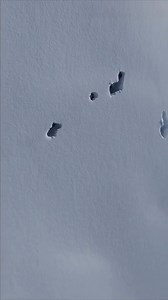 104K views · 404 reactions | Discover the wilderness of Snow Mountain as wolves gracefully navigate their snowy domain. In this footage, catch a glimpse of their remarkable hunting skills and teamwork. Wolves communicate through a variety of vocalizations, including howls that can be heard from miles away.  TT: crazypanda438  Taiwan | Matador Network | Facebook