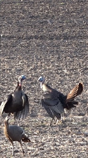 262 reactions · 14 shares | 2 Iowa longbeards having a turf war this morning  | The Wild Outdoors | Facebook