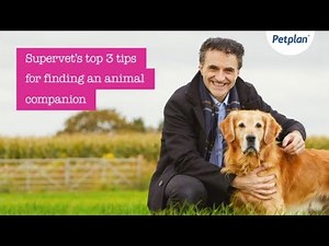 Supervet Noel Fitzpatrick - Top tips for finding a new animal companion