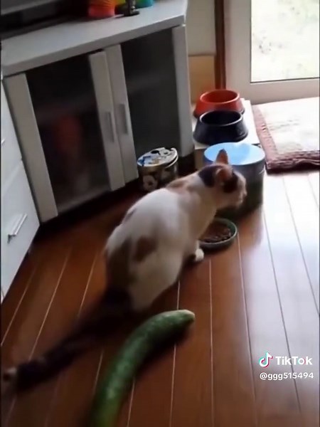 El gato más gracioso del Internet. #GatoLoco #HumorDeGatos #GatosChistosos #GatoExtraño #viralgatos