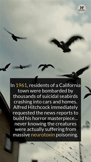 Alfred Hitchcock’s The Birds Was Partly Based on a True Story