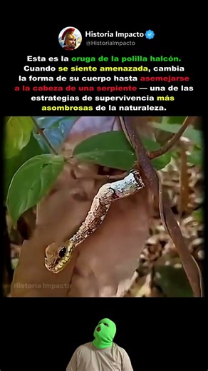 La oruga que se convierte en serpiente