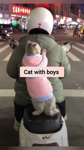 cutie pie 🥰#cat #kitten #catlove #shots #trending #catshorts #catvideos #meow #viral #funny