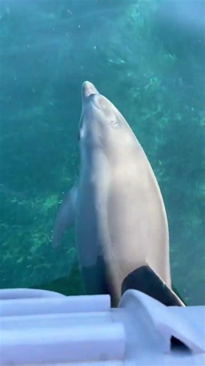 📌 Dolphins are the sea's trusted companions🐬 Just like our 4-legged friends 🐶 Sardinia ( 🎥 Isladi...