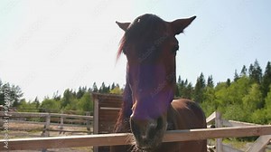Racecourse concept. Modern animal livestock. Brown horse stallions in stall relaxing in training corral, farm countryside background. Horse in paddock corral outdoor. Horse in natural eco farm