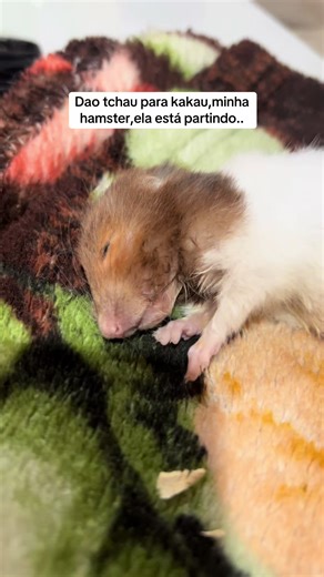 Tchau Fofa,Que Deus a tenha