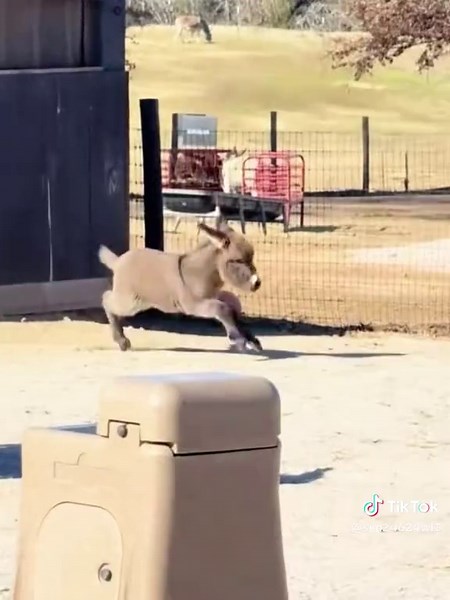 The cute little donkey is jumping around. #Furry kids are also children. #How cute! #The confusing behavior of animals. #Little donkey. #Cute and adorable pets. #Farm Diary.