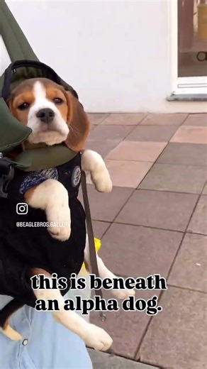 A beagle going full VIP mode ✨