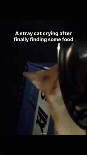 🥺❤️#lovelyanimals #cat