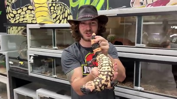 Crocodiles eat python! Tug of war
