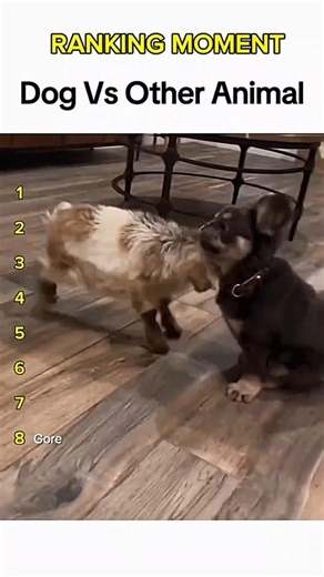 Dogs being idiots part 307: Dog vs other animal 🤣🐕 #funnydog #funnypet #cutedog #dog #pets #shorts