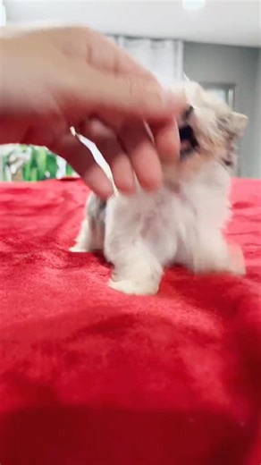 1.1M views · 25K reactions | Bubbles 﫧♥️ #bubbles #cute #funny #omg #blue #red #puppy #crazy #girl | Peace Puppies | Facebook