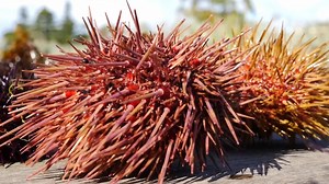 How Scientists Want to Help Solve Invasive Sea Urchin Problem