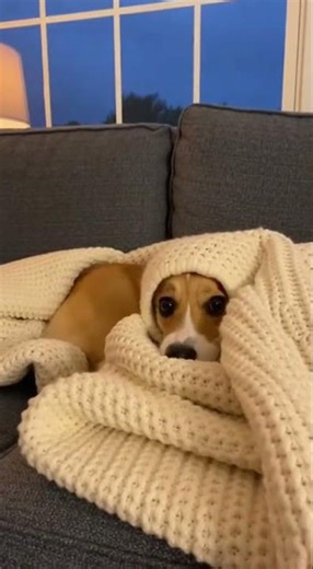 Storm Survivor 🛡️ Corgi Hides Under Blanket During Thunderstorm #funnydog #adventurevlog
