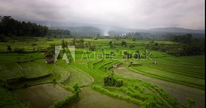 Terraced rice paddy field with water reflecting cloudy sky between plants, aerial dolly