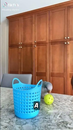 How Does Clicker Training Work? 🦜 #didyouknow #birdfacts #clickertraining