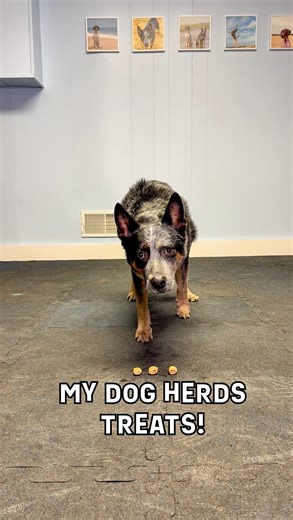 Han Solo & Carly Rae on Instagram: "Practicing his herding moves on these dog treats that could run away at any moment! I am trying to practice more with him moving right and left, and coming around the treats in a circle. So he circles partially out of sight, to return to the front position of the treats. #dogs #blueheeler #australiancattledog #dogtraining #dogtricks"