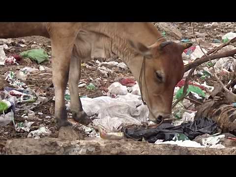 A2 Milk Cow - Cow eating plastic || Cow die eating plastic in India 2017