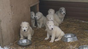 Russia touts fluffy puppies as latest weapon