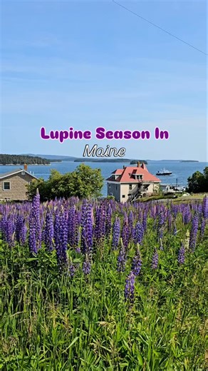 Lupine season in Maine is pure magic... especially Downeast! These gorgeous flowers bloom from June until early July (further north they stick around for a while) Tips: • Where to find them: Roadside and in fields especially along the coast. • Locations: We captured all of these on Deer Isle! 1: Downtown Stonington, 2: Just over the Deer Isle bridge, 3: Roadside near Stonington • Now is peak blooming season throughout Downeast Maine! • Make sure not to trample flowers when photographing, it's be