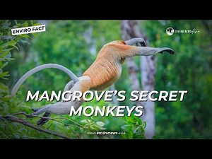 Monkeys of the Mangrove: Swimmers, Steal and Survive