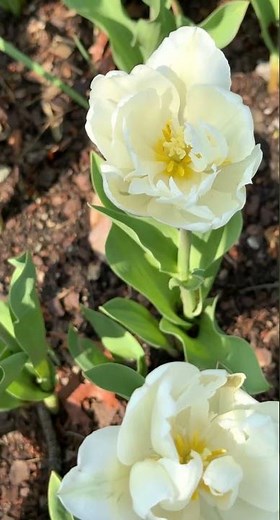 Zoo is Blooming - Zoo Blooms 2026 - Cincinnati Zoo