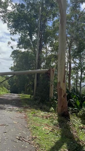Advanced Tree Surgery - Sunshine Coast on Reels