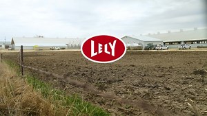7.8K views · 101 reactions | Interested in lowering your somatic cell count? How about increasing cow comfort? Watch this video to learn how Mormann Dairy achieved those very things with the help of Lely automated dairy systems and the valuable data they capture! | Lely | Facebook