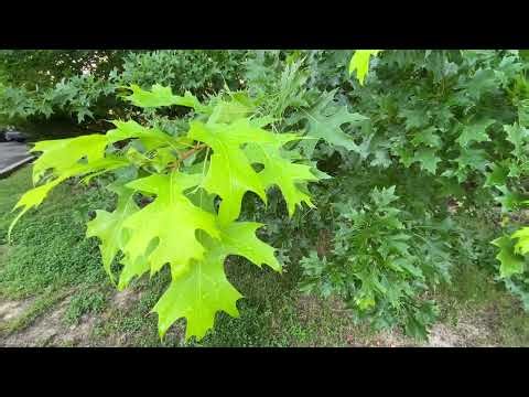 Quercus rubra - red oak - Eva Monheim 2025 06 29 #trees #growth #gardening #landscape #newgrowth