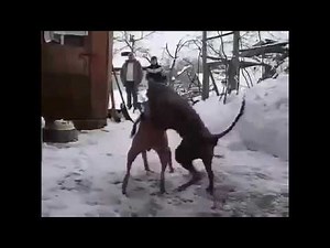 la création de la reproduction pour les animaux de race pure chien