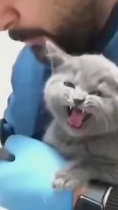 12M views · 132K reactions | Scary cats reactions to injections   #cat #cats #catlovers #FunnyCats #funnycatvideos #funnypetvideos #pets #petlovers #funnyvideos #viralreels #animalworld #lol #laugh #PetComedy #funnyvideos #funnyreels | Roland Asanga | Facebook