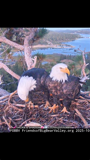 Nestoration assessment continued ❤️ 🦅😍 #BigBearEagles #NatureWatch #birdsofprey #bigbearvalley #jackie #gizmo #sunny #shadowandjackie #bigbearbaldeagles #FOBBV #bigbearmountain #BigBearLake #everyonefollowers #highlightsシ゚ #highlights #everyone #nestwatch #Update [My thoughts in this video are my own — not a reflection of FOBBV] 10/11 | Aï Rÿn
