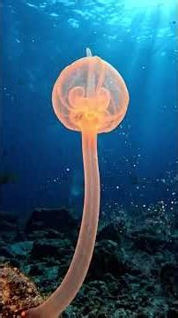 the animal that eats it's own brain #wildlife #shorts