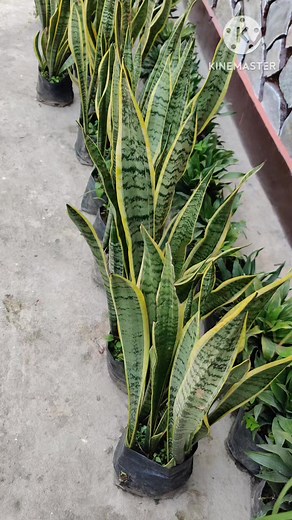 109K views · 3.3K reactions | Snake plants are not just beautiful but...