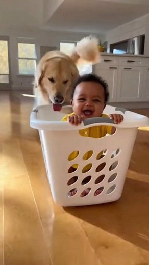 This Golden Retriever is the BEST babysitter ever 😭🐶💛 | Cute Planet TV